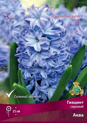 Гиацинт Аква 15/16 3шт (Поиск)
