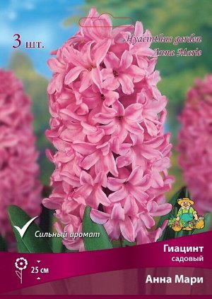 Гиацинт Анна Мари 15/16 3шт (Поиск)