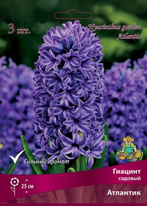 Гиацинт Атлантик 14/15 3шт (Поиск)