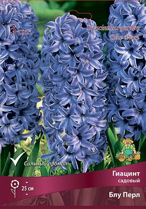 Гиацинт Блу Перл 14/15 3шт (Поиск)