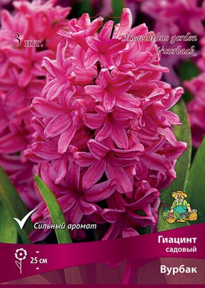 Гиацинт Вурбак 14/15 3шт (Поиск)