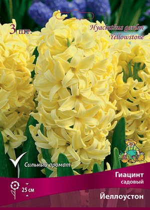 Гиацинт Йеллоустон 14/15 3шт (Поиск)