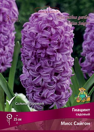 Гиацинт Мисс Сайгон 14/15 3шт (Поиск)