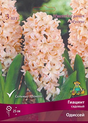 Гиацинт Одиссей 14/15 3шт (Поиск)