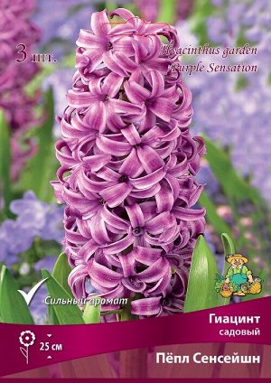 Гиацинт Пепл Сенсейшн 15/16 3шт (Поиск)
