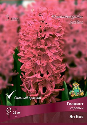 Гиацинт Ян Бос 14/15 3шт (Поиск)