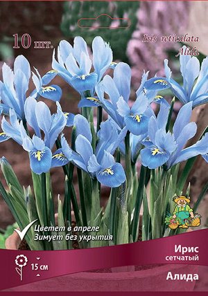 Ирис Алида (Сетчатый) 5/6 10шт (Поиск)
