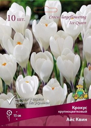 Крокус Айс Квин 7/8 10шт (Поиск)