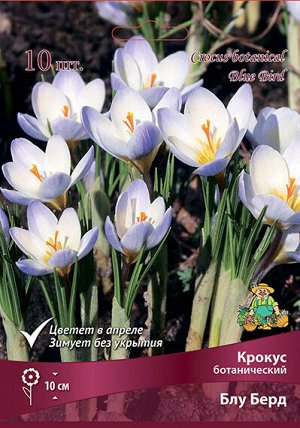 Крокус Блу Берд 5/+ 10шт (Поиск)