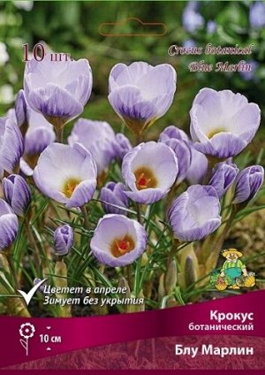 Крокус Блу Марлин 5/+ 10шт (Поиск)