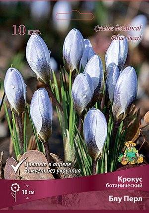 Крокус Блу Перл 5/+ 10шт (Поиск)