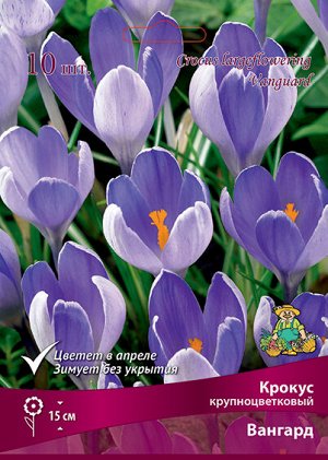 Крокус Вангард 7/8 10шт (Поиск)