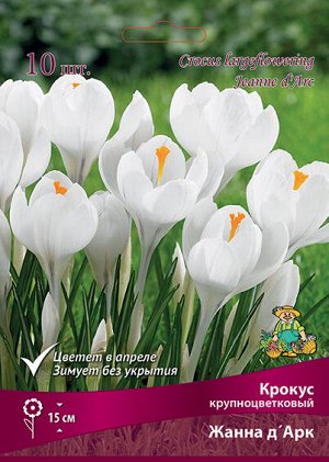 Крокус Жанна д'Арк 7/8 10шт (Поиск)