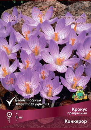 Крокус Конкерор 5/+ 10шт (Поиск)