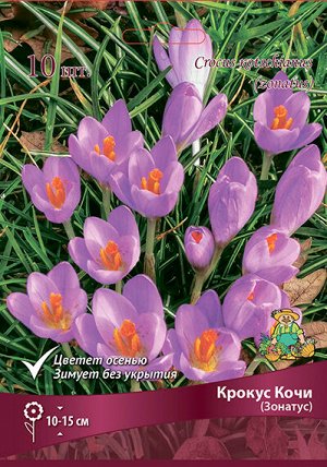 Крокус Кочи (Зонатус) 7/8 10шт (Поиск)
