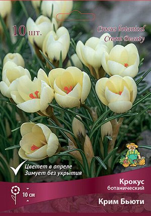 Крокус Крим Бьюти 5/+ 10шт (Поиск)
