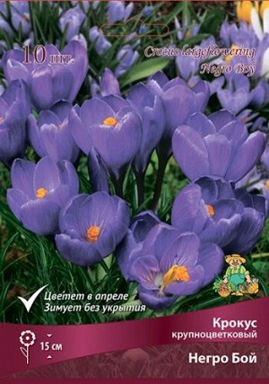 Крокус Негро Бой 7/8 10шт (Поиск)
