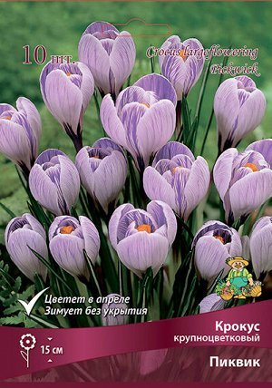 Крокус Пиквик 7/8 10шт (Поиск)