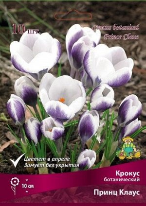 Крокус Принц Клаус 5/+ 10шт (Поиск)