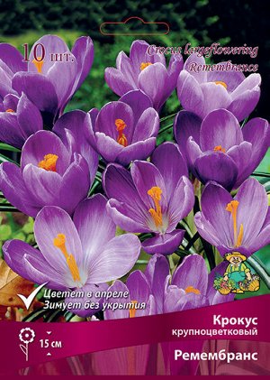 Крокус Ремембранс 7/8 10шт (Поиск)