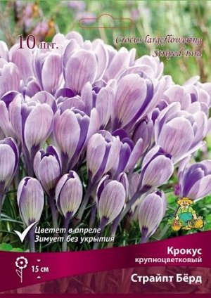 Крокус Страйпт Берд 7/8 10шт (Поиск)