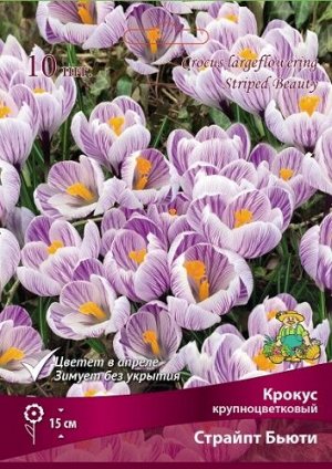 Крокус Страйпт Бьюти 7/8 10шт (Поиск)