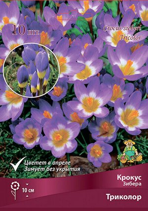 Крокус Триколор 5/+ 10шт (Поиск)