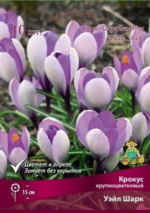 Крокус Уэйл Шарк 7/8 10шт (Поиск)