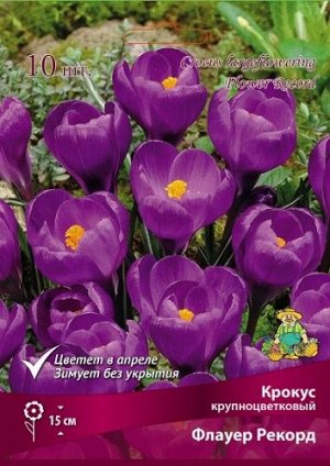 Крокус Флауэр Рекорд 7/8 10шт (Поиск)