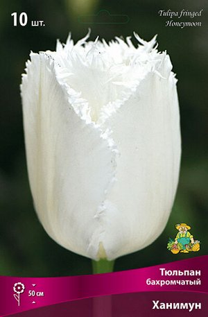 Тюльпан Ханимун 11/12 10шт (Поиск)