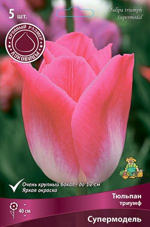 Тюльпан Супермодель 12/+ 5шт (Поиск)