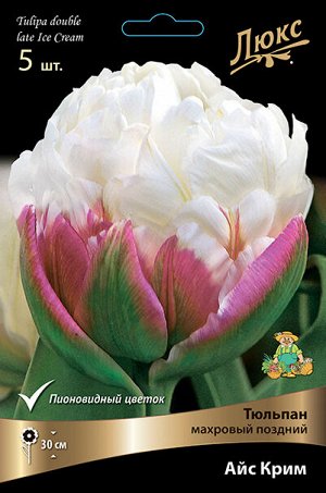 Тюльпан Айс Крим 11/12 5шт (Поиск)