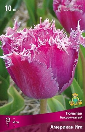 Тюльпан Американ Игл 11/12 7шт (Поиск)