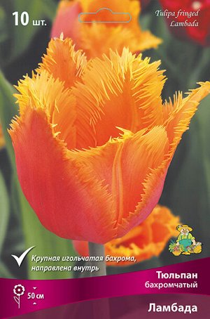 Тюльпан Ламбада 11/12 10шт (Поиск)