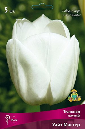 Тюльпан Уайт Мастер 12/+ 5шт (Поиск)