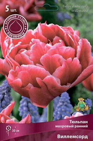 Тюльпан Виллемсорд 12/+ 5шт (Поиск)