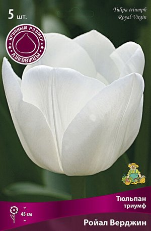 Тюльпан Ройал Верджин 12/+ 5шт (Поиск)