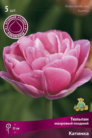 Тюльпан Катинка 12/+ 5шт (Поиск)