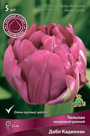 Тюльпан Дабл Кадиллак 12/+ 5шт (Поиск)