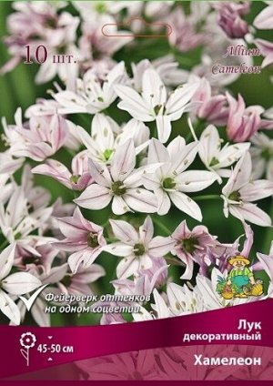 Лук Хамелеон декоративный 4/5 10шт (Поиск)