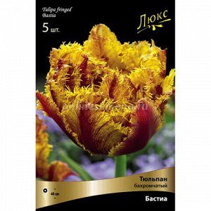 Тюльпан Бастиа 12/+ 5шт (Поиск)