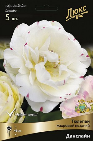 Тюльпан Данслайн 11/12 5шт (Поиск)