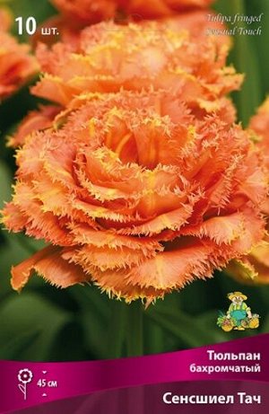 Тюльпан Сенсшиел Тач 11/12 5шт (Поиск)