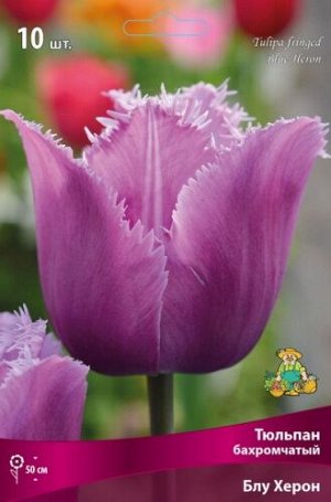 Тюльпан Блу Херон 12/+ 5шт (Поиск)