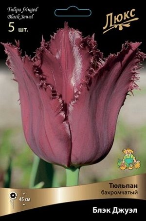 Тюльпан Блэк Джуэл 12/+ 5шт (Поиск)