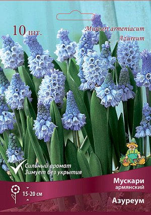 Мускари Азуреум 6/7 10шт (Поиск)