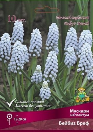 Мускари Бейбиз Бреф 7/8 10шт (Поиск)