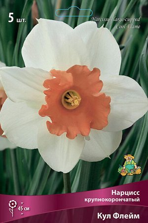 Нарцисс Кул Флейм 12/14 5шт (Поиск)
