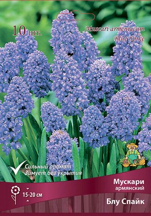 Мускари Блу Спайк 7/8 10шт (Поиск)