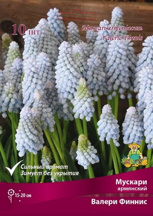 Мускари Валери Финнис 7/8 10шт (Поиск)